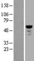 NLK Human Over-expression Lysates NM_016231