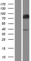 ls051703 acsl5 human over expression lysates nm 203380 wb testing 3
