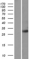 RAB23 Human Over-expression Lysates NM_016277