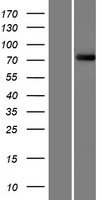 FBXO40 Human Over-expression Lysates NM_016298