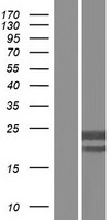CMPK1 Human Over-expression Lysates NM_001136140