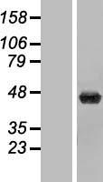 ls051733 upb1 human over expression lysates nm 016327 wb testing 1