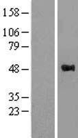WWOX Human Over-expression Lysates NM_016373