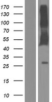 CD244 Human Over-expression Lysates NM_001166663