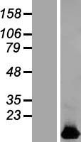 ls051751 higd1b human over expression lysates nm 016438 wb testing 1