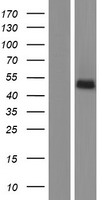 ls051754 c9orf127 tmem8b human over expression lysates nm 001042590 wb testing 2