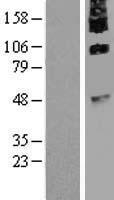 ls051754 c9orf127 tmem8b human over expression lysates nm 016446 wb testing 1