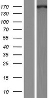 CrkRS (CDK12) Human Over-expression Lysates NM_015083