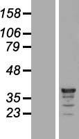 C9orf78 Human Over-expression Lysates NM_016520
