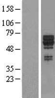 ls051760 syt17 human over expression lysates nm 016524 wb testing 1