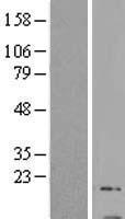 GNG13 Human Over-expression Lysates NM_016541