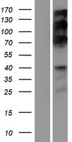 RSF1 Human Over-expression Lysates NM_016578