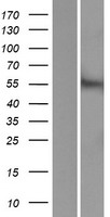 ACCN5 (ASIC5) Human Over-expression Lysates NM_017419