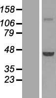 ls051808 phax human over expression lysates nm 032177 wb testing 1