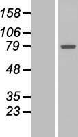 ls051809 galnt7 human over expression lysates nm 017423 wb testing 1