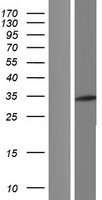 ls051816 ada2 human over expression lysates nm 177405 wb testing 2