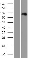 CTIP1 (BCL11A) Human Over-expression Lysates NM_022893