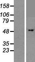 BTBD1 Human Over-expression Lysates NM_025238