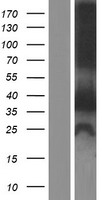ZFYVE1 Human Over-expression Lysates NM_178441