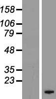 FXYD4 Human Over-expression Lysates NM_173160