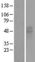 GPR86 (P2RY13) Human Over-expression Lysates NM_176894