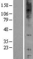 ls053831 gpr84 human over expression lysates nm 020370 wb testing 1