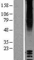 GPR87 Human Over-expression Lysates NM_023915