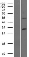 ls053840 rnf21 trim34 human over expression lysates nm 021616 wb testing 1