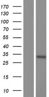 ls053840 rnf21 trim34 human over expression lysates nm 130390 wb testing 2