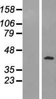 PELO Human Over-expression Lysates NM_015946