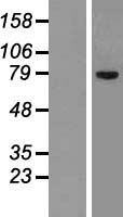 SLCO1C1 Human Over-expression Lysates NM_017435
