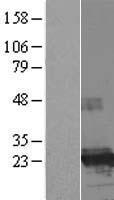 ls053940 fthl17 human over expression lysates nm 031894 wb testing 1