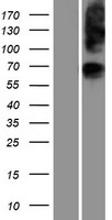 ls054020 glycerol 3 phosphate permease slc37a1 human over expression lysates nm 018964 wb testing 1