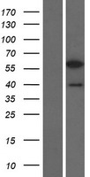 ls054039 pcbp3 human over expression lysates nm 020528 wb testing 1