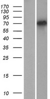ls054084 tspear human over expression lysates nm 144991 wb testing 1