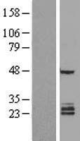 FAM3B Human Over-expression Lysates NM_058186