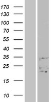 FAM3B Human Over-expression Lysates NM_206964