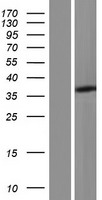 ls054149 c21orf91 human over expression lysates nm 001100420 wb testing 1