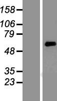 ls054207 kcnk10 human over expression lysates nm 021161 wb testing 1