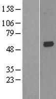 ls054207 kcnk10 human over expression lysates nm 138317 wb testing 2