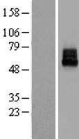 ls054207 kcnk10 human over expression lysates nm 138318 wb testing 3