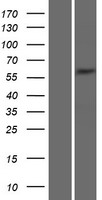 ls054221 syntrophin gamma 2 sntg2 human over expression lysates nm 018968 wb testing 1