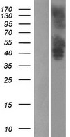 SREB3 (GPR173) Human Over-expression Lysates NM_018969
