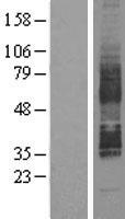 ls054329 gpr85 human over expression lysates nm 001146267 wb testing 4