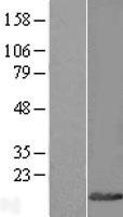 CYTL1 Human Over-expression Lysates NM_018659