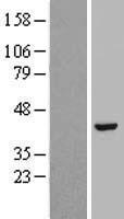 HAO1 Human Over-expression Lysates NM_017545