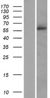 SLC38A2 Human Over-expression Lysates NM_018976
