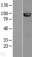 Neuroligin 3 (NLGN3) Human Over-expression Lysates NM_018977