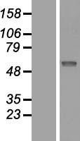 ls054414 siae human over expression lysates nm 170601 wb testing 1