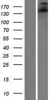 ls054436 sh3tc1 human over expression lysates nm 018986 wb testing 1